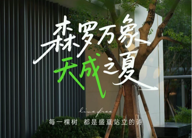 白桦林天成丨夏日树志，每一棵都击中你的心